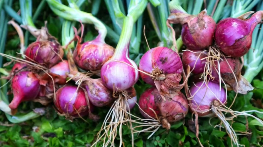 Tanpa garam atau micin, ini trik menyuburkan tanaman bawang merah agar tak busuk pakai 2 ampas dapur