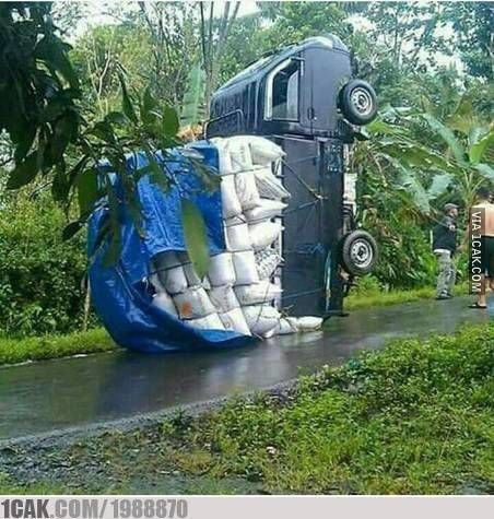 apes tengah jalan © berbagai sumber