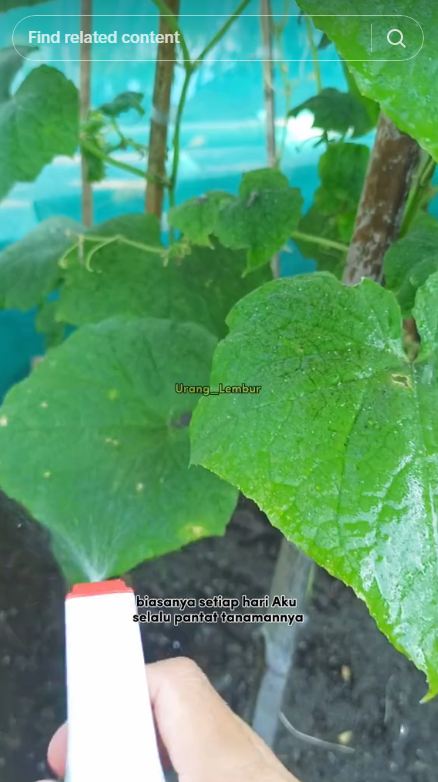 Tak perlu bumbu dapur, ini cara bikin semprotan pembasmi hama tanaman timun cuma pakai 2 bahan dapur