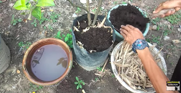 Tanpa bumbu dapur, ini trik merawat pohon jeruk purut agar berbuah lebat dengan 1 jenis batang tanaman