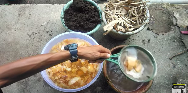 Tanpa bumbu dapur, ini trik merawat pohon jeruk purut agar berbuah lebat dengan 1 jenis batang tanaman