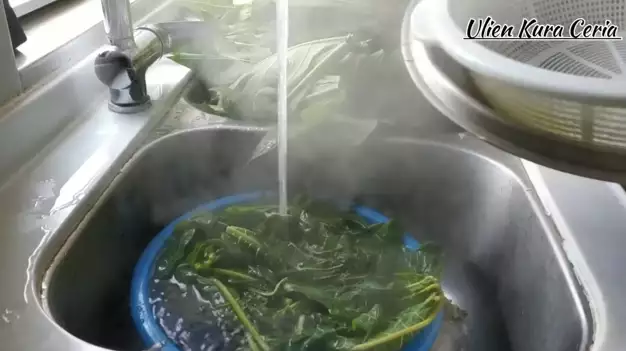 Ampuh tanpa tanah liat dan daun jambu biji, ini trik hilangkan rasa pahit daun pepaya pakai 1 bahan