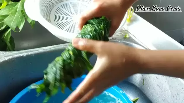 Ampuh tanpa tanah liat dan daun jambu biji, ini trik hilangkan rasa pahit daun pepaya pakai 1 bahan