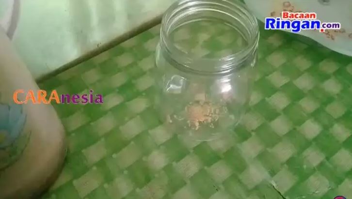 Bukan diberi umpan kopi, ini cara simpel bikin perangkap cicak cuma modal 1 bahan