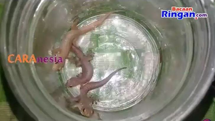 Bukan diberi umpan kopi, ini cara simpel bikin perangkap cicak cuma modal 1 bahan