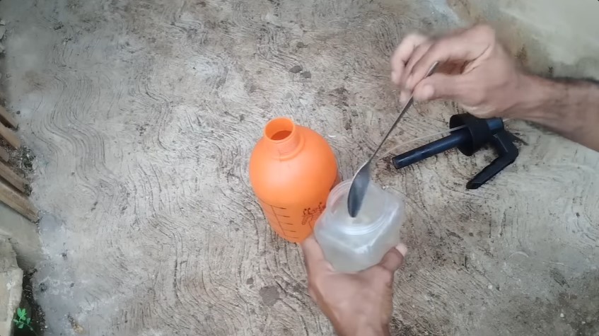 Jangan cuma diberi bawang, ini cara basmi hama pohon cabai pakai cairan dari 1 jenis minyak