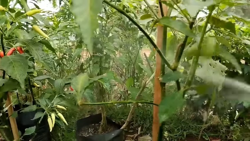 Jangan cuma diberi bawang, ini cara basmi hama pohon cabai pakai cairan dari 1 jenis minyak