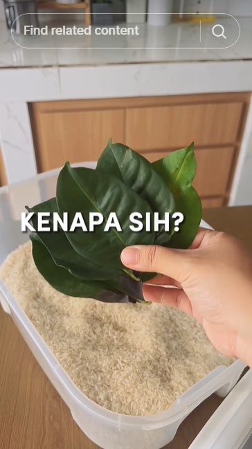 Bukan daun jeruk atau pandan, ini cara simpan beras agar bebas kutu dan bau apek pakai 1 bahan dapur