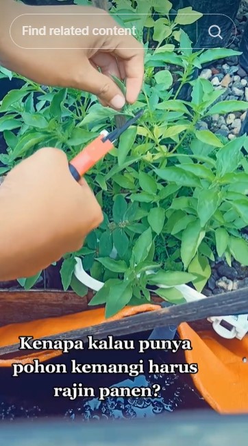 Tanpa ditaburi garam atau micin, ini trik merawat tanaman kemangi agar subur lebat modal Rp0
