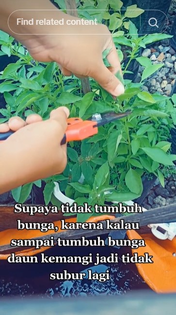 Tanpa ditaburi garam atau micin, ini trik merawat tanaman kemangi agar subur lebat modal Rp0