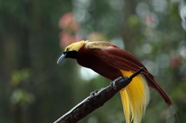 Contoh teks deskripsi hewan dalam bahasa Inggris freepik.com Contoh teks deskripsi hewan dalam bahasa Inggris freepik.com