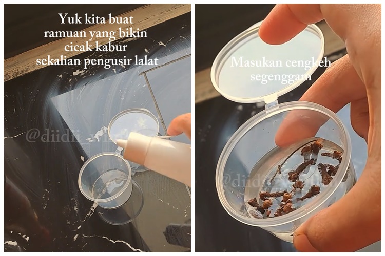 Tanpa perlu bikin perangkap, ini cara simpel membuat cairan pengusir cicak pakai 2 bumbu dapur
