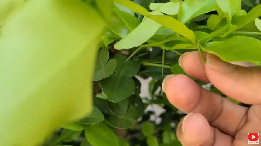 Modal Rp0, ini trik merawat pohon jeruk purut agar daunnya lebar, rimbun, dan berwarna hijau