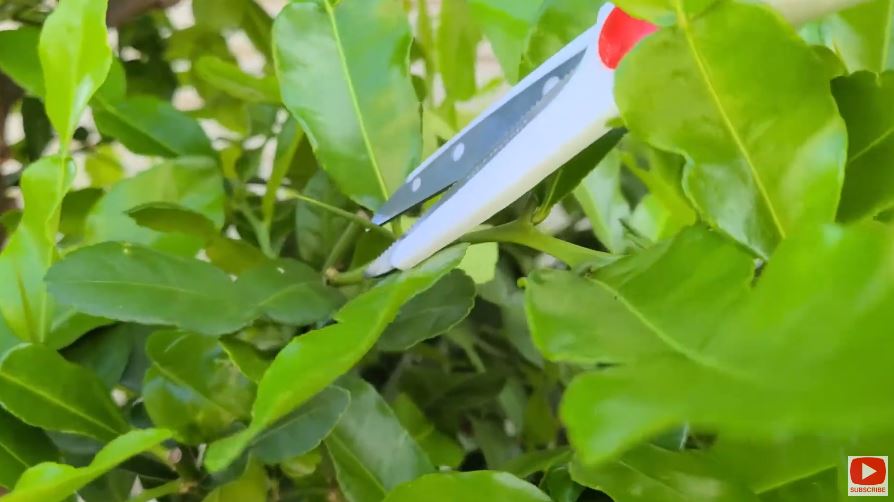 Modal Rp0, ini trik merawat pohon jeruk purut agar daunnya lebar, rimbun, dan berwarna hijau