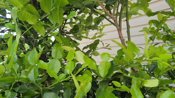 Modal Rp0, ini trik merawat pohon jeruk purut agar daunnya lebar, rimbun, dan berwarna hijau