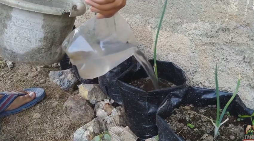 Tanpa micin, ini cara supaya tanaman daun bawang tumbuh subur dan lebat pakai 3 jenis sampah dapur