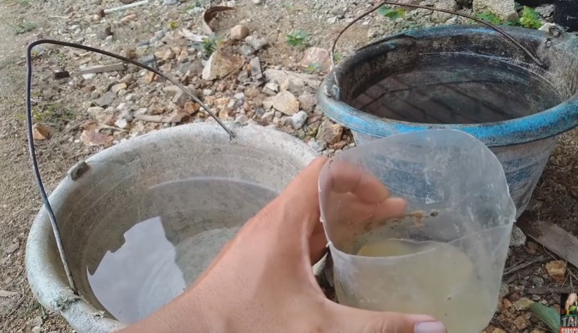 Tanpa micin, ini cara supaya tanaman daun bawang tumbuh subur dan lebat pakai 3 jenis sampah dapur