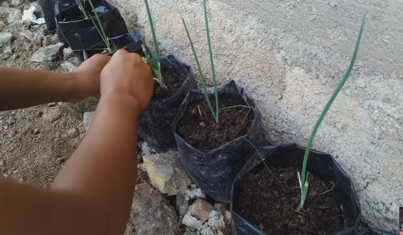 Tanpa micin, ini cara supaya tanaman daun bawang tumbuh subur dan lebat pakai 3 jenis sampah dapur
