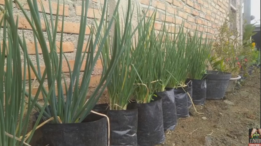 Tanpa micin, ini cara supaya tanaman daun bawang tumbuh subur dan lebat pakai 3 jenis sampah dapur
