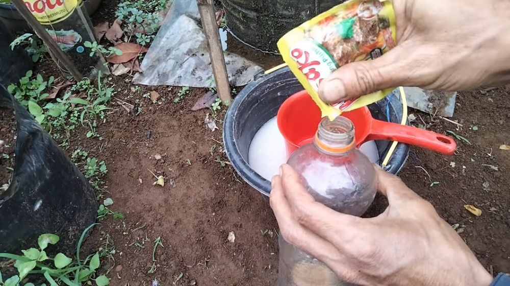Modal Rp500, begini cara merawat pohon jambu air agar berbuah lebat dalam pot pakai 2 bahan dapur