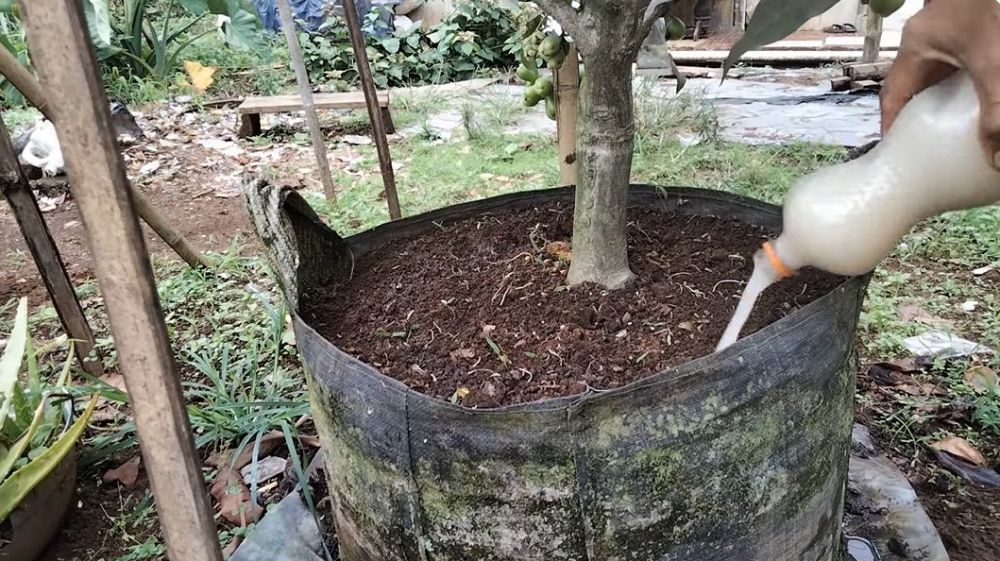 Modal Rp500, begini cara merawat pohon jambu air agar berbuah lebat dalam pot pakai 2 bahan dapur