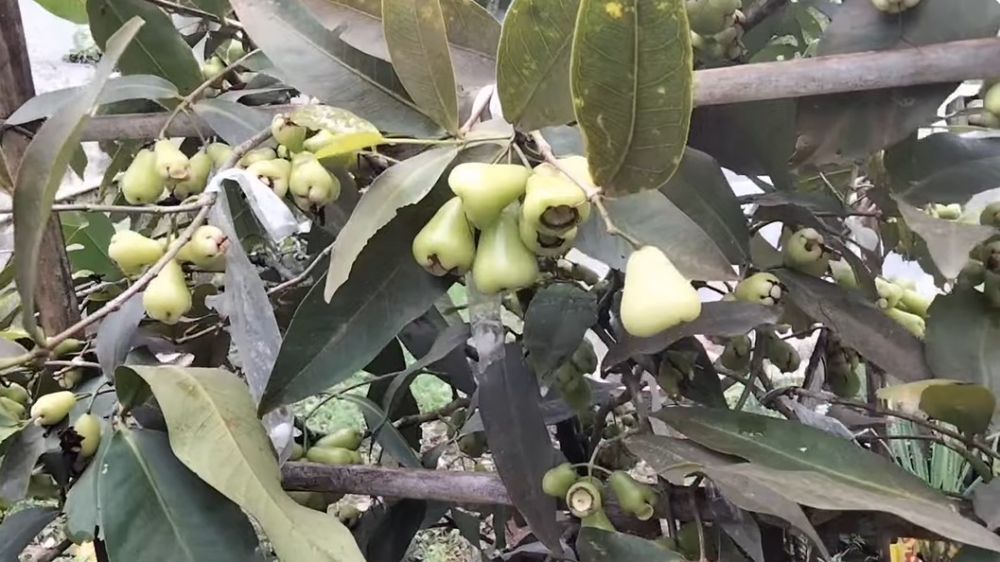 Modal Rp500, begini cara merawat pohon jambu air agar berbuah lebat dalam pot pakai 2 bahan dapur