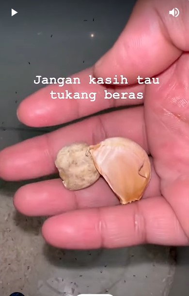 Tanpa cuka atau daun jeruk, begini cara ampuh mengusir kutu beras dengan tambahan 2 bumbu dapur