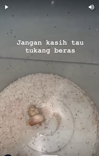 Tanpa cuka atau daun jeruk, begini cara ampuh mengusir kutu beras dengan tambahan 2 bumbu dapur