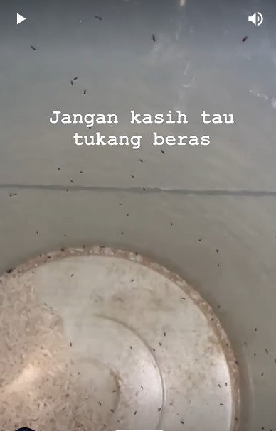 Tanpa cuka atau daun jeruk, begini cara ampuh mengusir kutu beras dengan tambahan 2 bumbu dapur