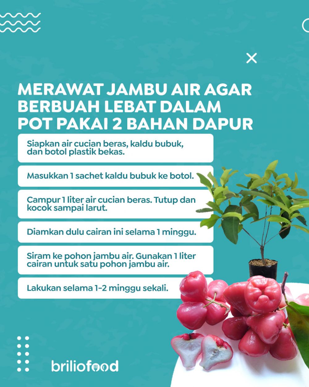 Modal Rp500, begini cara merawat pohon jambu air agar berbuah lebat dalam pot pakai 2 bahan dapur
