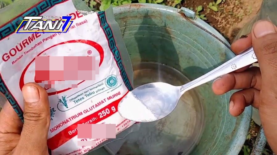 Tanpa bawang, ini cara merawat tanaman timun agar buahnya lebat dan besar pakai 1 bumbu dapur