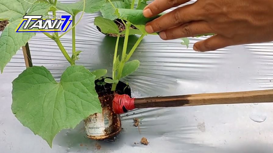 Tanpa bawang, ini cara merawat tanaman timun agar buahnya lebat dan besar pakai 1 bumbu dapur