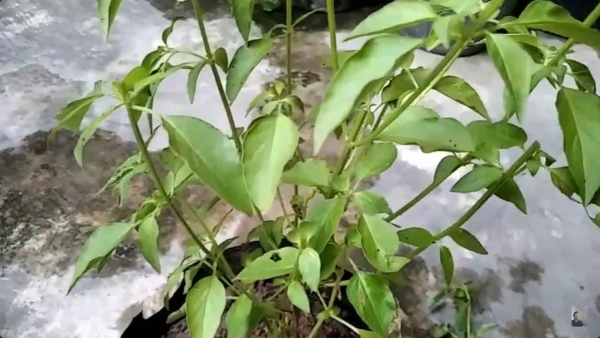 Tanpa bawang putih, ini trik bikin cairan pembasmi hama pada tanaman kemangi dari 2 bahan dapur
