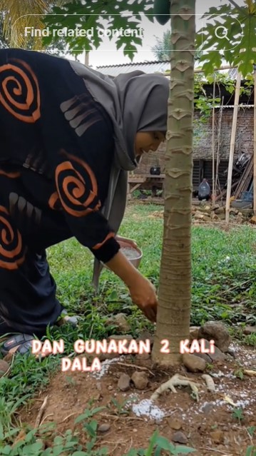 Modal Rp5.000-an, ini trik merawat pohon pepaya agar subur dan cepat berbuah pakai 1 bumbu dapur