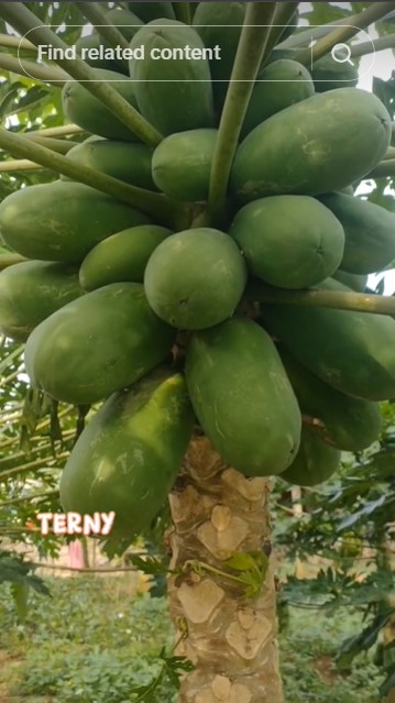 Modal Rp5.000-an, ini trik merawat pohon pepaya agar subur dan cepat berbuah pakai 1 bumbu dapur