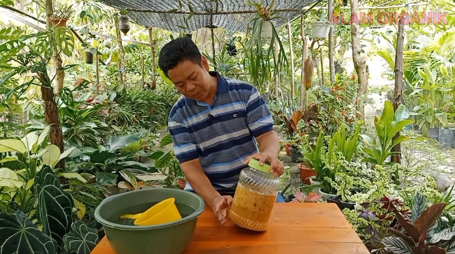 Cuma modal 1 jenis buah, ini trik merawat pohon jeruk purut agar buahnya banyak dan berukuran besar