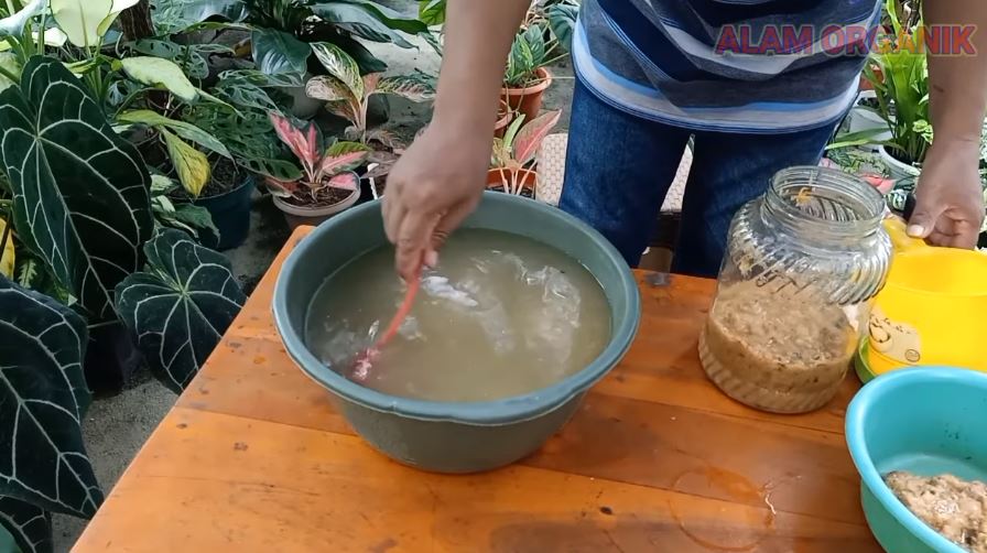 Cuma modal 1 jenis buah, ini trik merawat pohon jeruk purut agar buahnya banyak dan berukuran besar