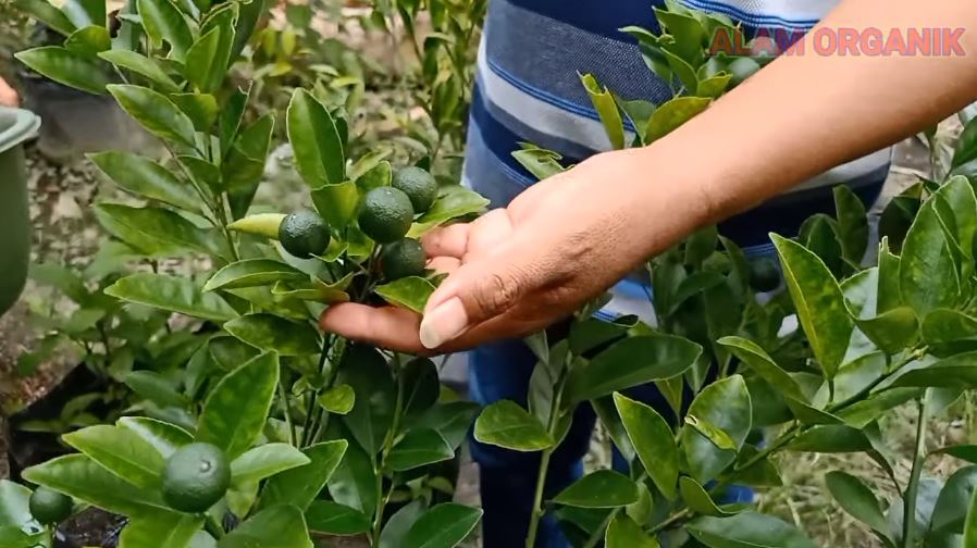 Cuma modal 1 jenis buah, ini trik merawat pohon jeruk purut agar buahnya banyak dan berukuran besar
