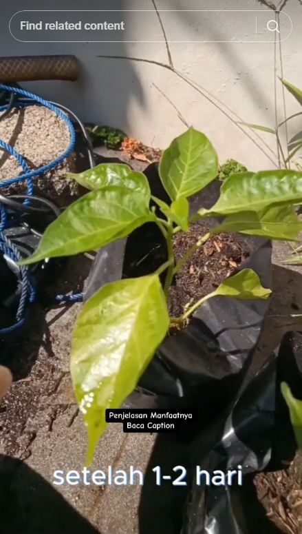 Ampuh dan alami, ini trik atasi daun keriting pada tanaman cabai pakai pestisida dari 2 bahan dapur