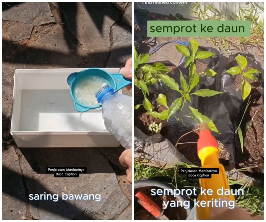 Ampuh dan alami, ini trik atasi daun keriting pada tanaman cabai pakai pestisida dari 2 bahan dapur