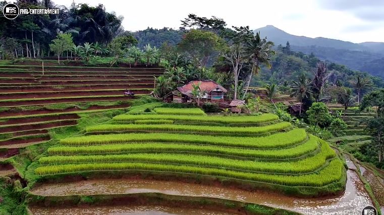 rumah tengah sawah © YouTube