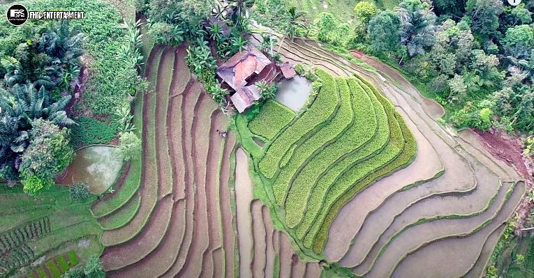 rumah tengah sawah © YouTube