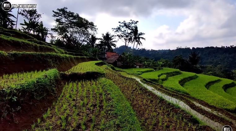 rumah tengah sawah © YouTube