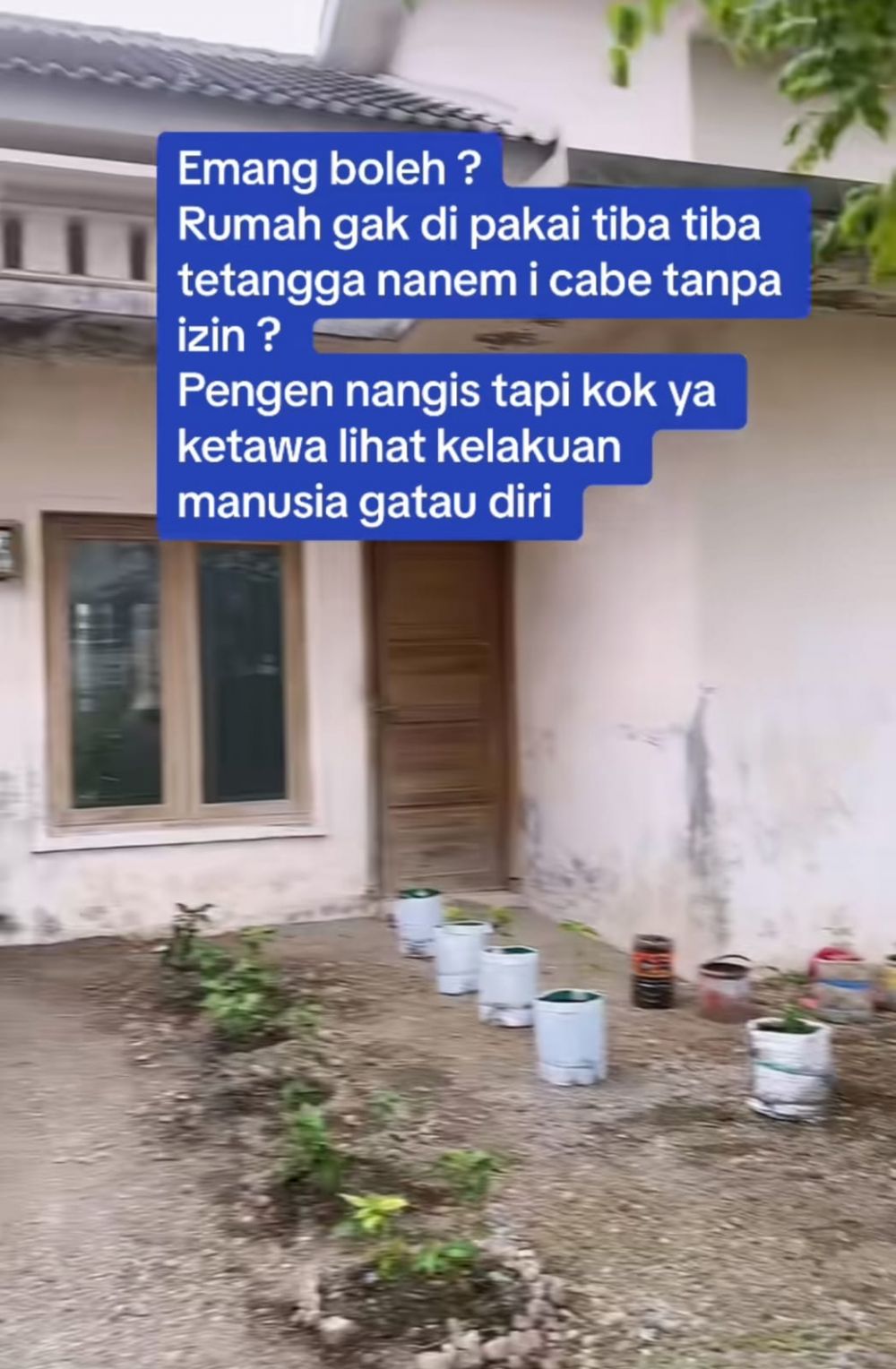 rumah ditanam cabai berbagai sumber