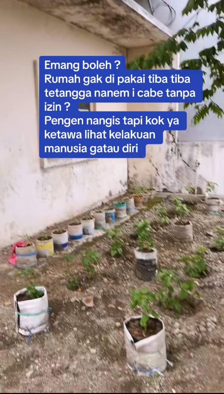 rumah ditanam cabai berbagai sumber