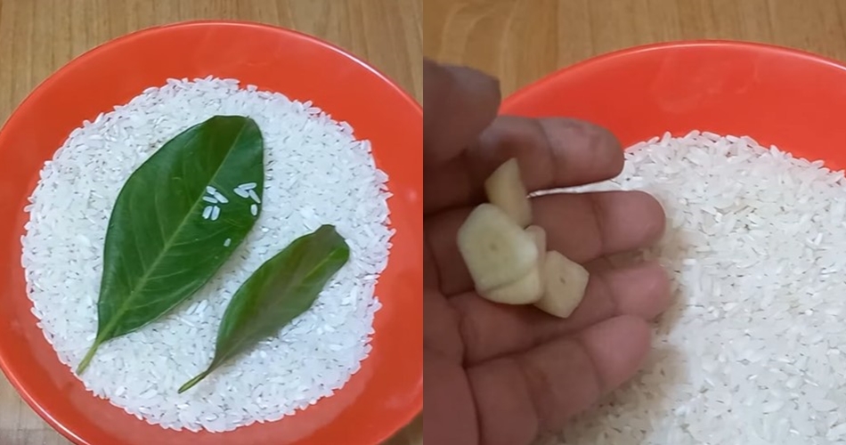 Bukan daun jeruk, ini trik mengusir kutu beras dengan cepat cukup pakai 2 bahan dapur
