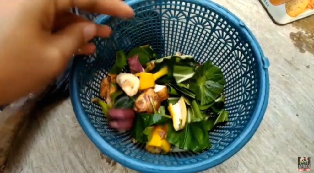 Bermodal ampas dapur, ini trik suburkan tanaman daun bawang agar lebih rimbun dan tak mudah busuk