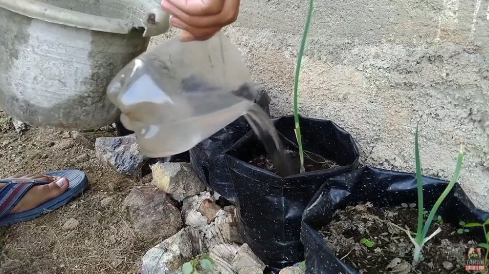 Bermodal ampas dapur, ini trik suburkan tanaman daun bawang agar lebih rimbun dan tak mudah busuk
