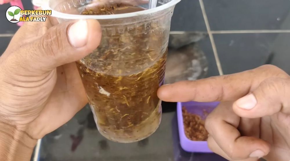 Tanpa sabun cuci piring, ini trik basmi hama kutu dan semut di pohon jambu kristal cuma pakai 1 bahan