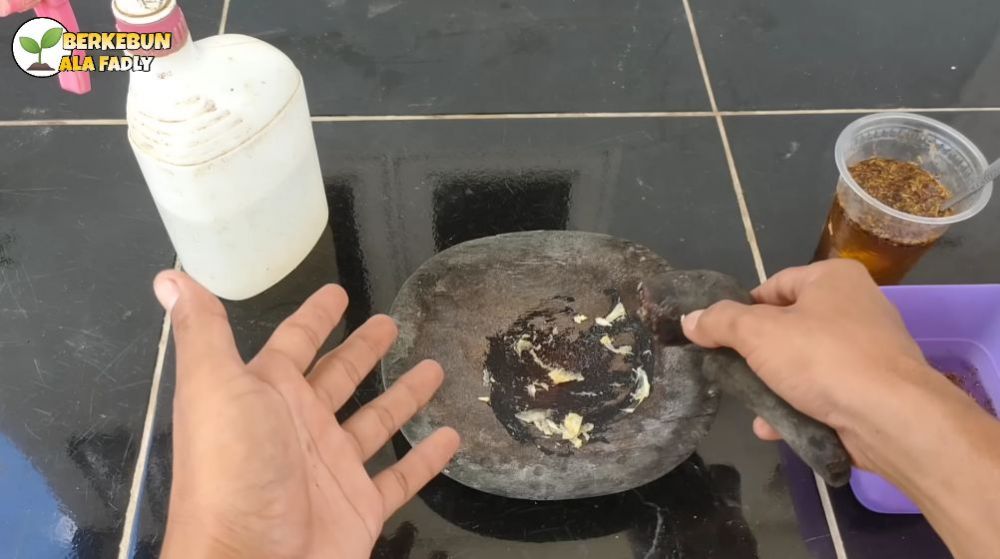 Tanpa sabun cuci piring, ini trik basmi hama kutu dan semut di pohon jambu kristal cuma pakai 1 bahan